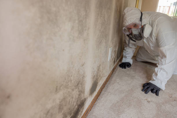 Asbestos and Lead Testing During Mold Inspection in Elko, NV